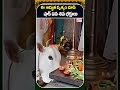 ఈ అద్భుత దృశ్యం చూసి షాక్ ఐన శివ భక్తులు | Lord Shiva | VIral | CVR OM