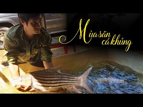 Video Theo thợ câu đi săn cá khủng trên sông Sê San - youtube