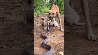 She Forgives Before You Apologize