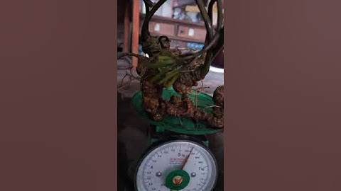 Củ sâm tự nhiên nặng #275gam, dài cong 33cm, có 40 mắt sâm  #sâm_ngọc_linh_rừng