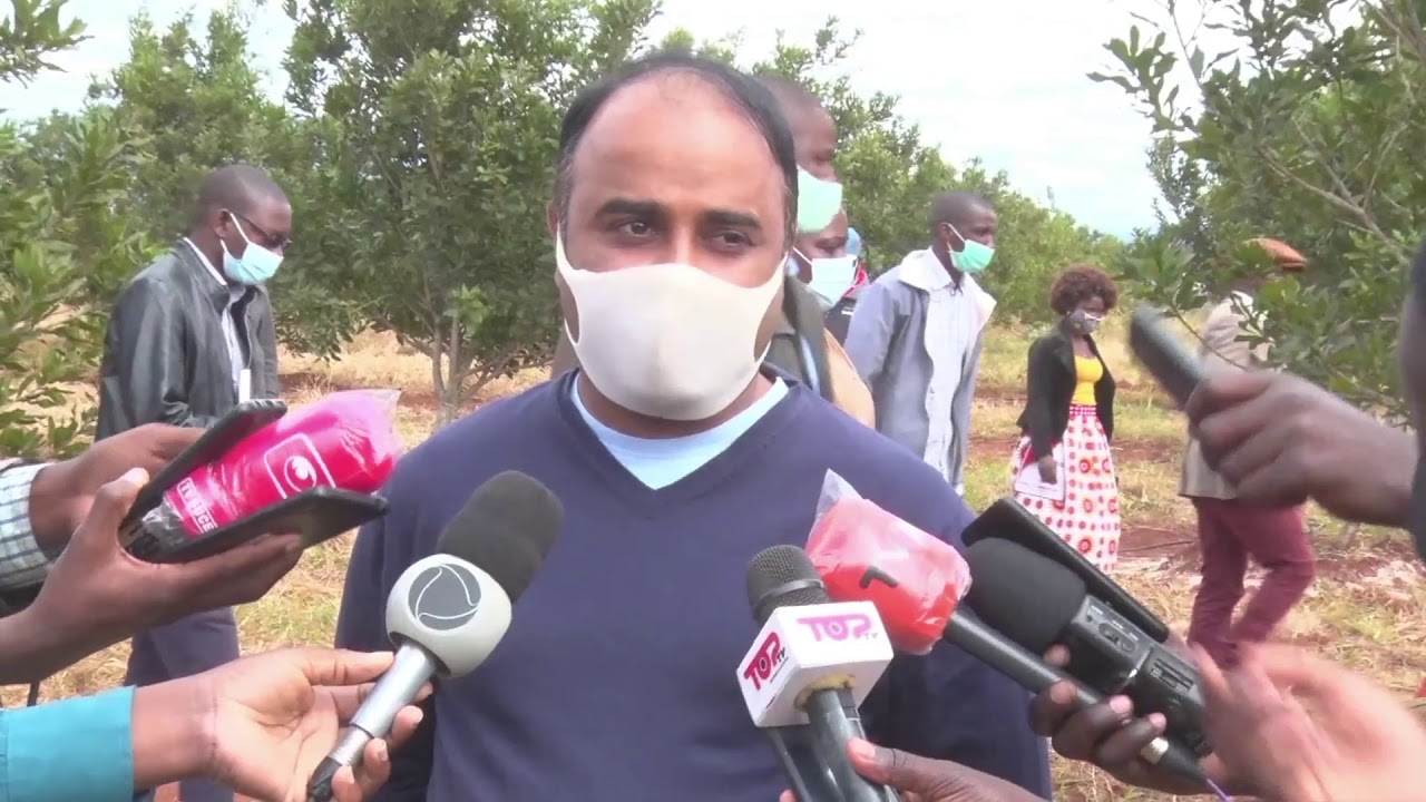 MACADÂMIA EM MANICA