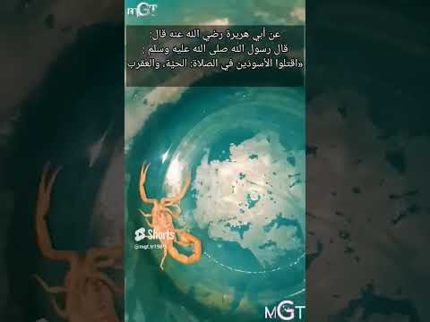 امسكت بعقرب فكانت النتيجة عقرب عقارب