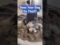 That Fresh Laundry Feeling. Does YOUR Dog Do This?! #shorts