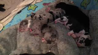 Thor and Khaleesi's 13 great dane puppies by Proud Daddy 407 views 3 years ago 45 seconds