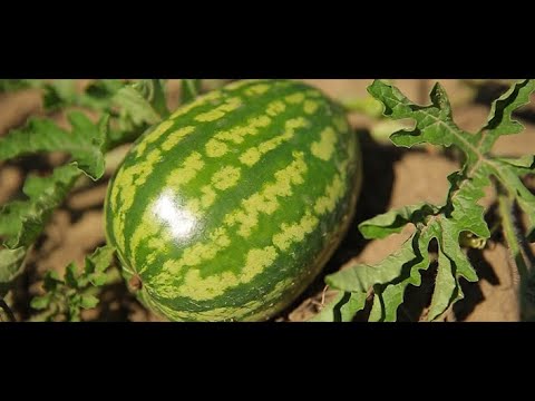 ეკო საზამთროს ბაღი. კომპანია \"აგროცენტრის\" შედეგი არაშენდაში.