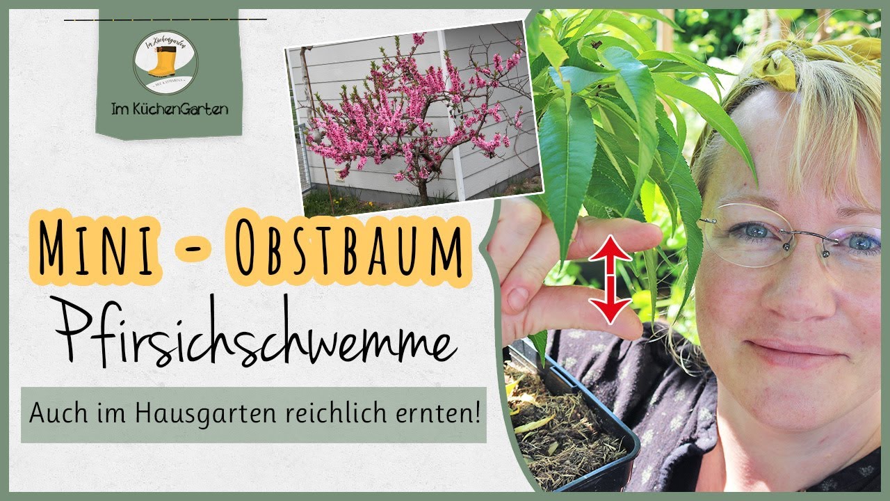 Obstbäume 🌳 im Hausgarten Mini 🍑 Pfirsichbaum pflanzen YouTube