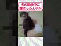【2ch面白いスレ】犬の散歩中に子猫拾ったんやが…#2ch #2ch面白いスレ