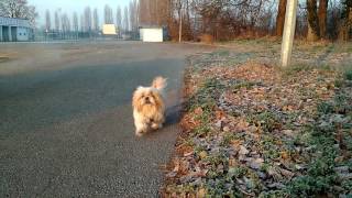 Shih Tzu vs Volkswagen Golf - Fastest Shih Tzu On The World