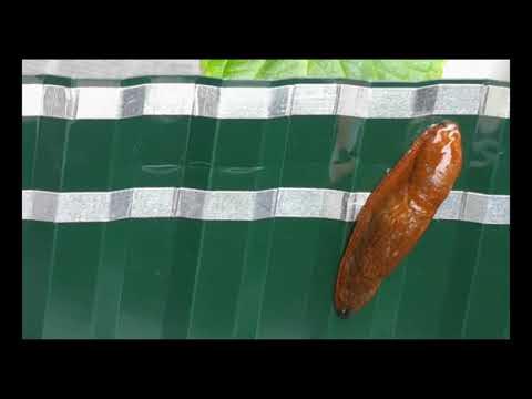 Schneckenabwehr im Garten und Hochbeet ohne Schneckenkorn