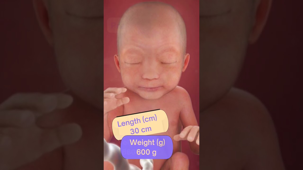 Fetal growth: 20  to 30 weeks