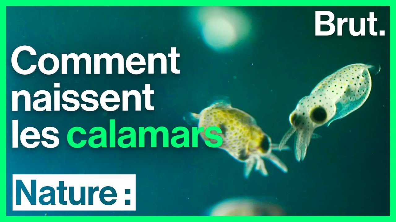 Comment Naissent Les Calamars Youtube Comment Naissent Les Calamars Youtube