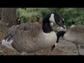 Quiet day in the Park - Vivo X200 Ultra Motioncam Pro
