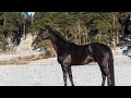 Hometown stallion born 2012 apacheferro from 2021