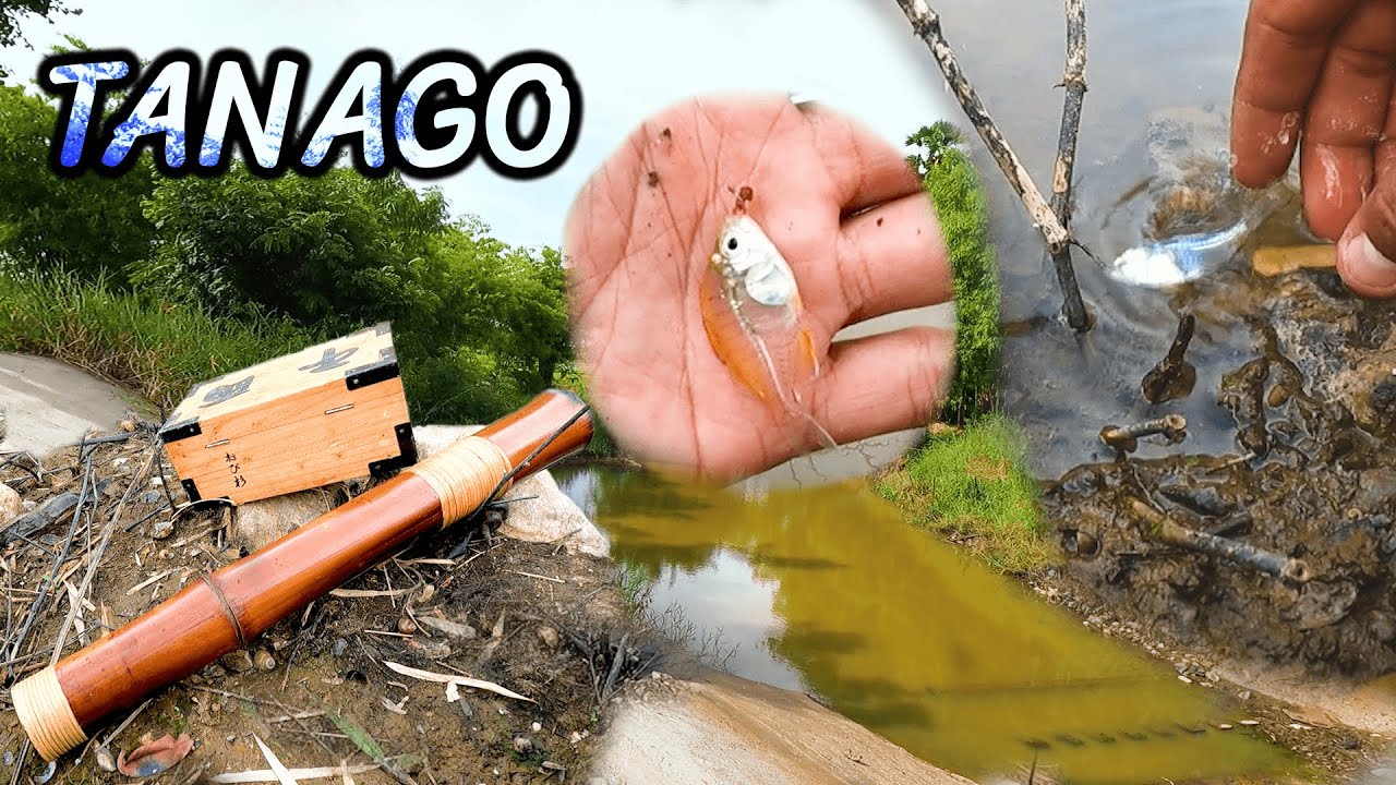 ตกปลาเล็ก TANAGO MICRO FISHING
