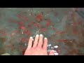 Kolam ikan hias mas pedang