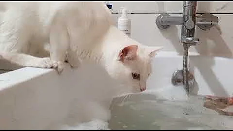 Video 9221581: bengal cat water, bengal cat playing