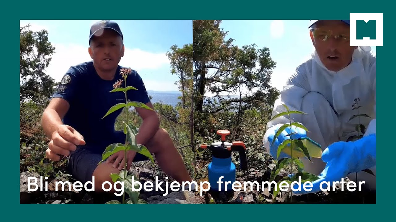 Bli med og bekjemp fremmede arter
