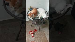 Cats & kittens are 760 & 677 & 576 & 559 &511 & 435 & 320 & 282 & 182 &52 &31 & 343 &276 &174 &140