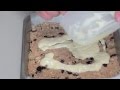 Cranberry and Chocolate slice - Video Recipe