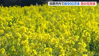 120万本の「菜の花」が見頃　訪れた人が｢春の景色｣楽しむ　渥美半島の観光施設　