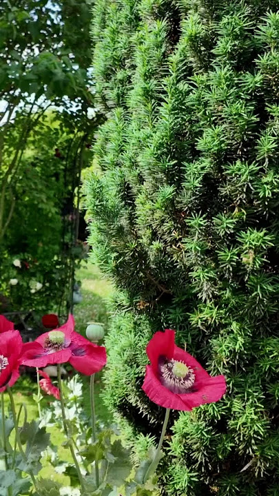 Pollinator friendly poppies #pollinatorgarden #poppyflower #homegarden #kitchengardener