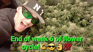 [UPDATE] Pineapple Express & Thug Roze clones, end of week 6 of flower cycle