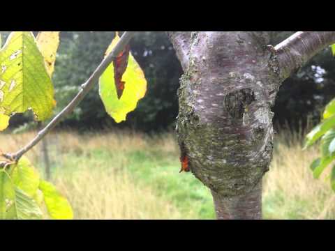 Vidéo: Cherry Fatezh: Description Et Caractéristiques De La Variété, Avantages Et Inconvénients, Caractéristiques De Plantation Et D'entretien + Photos Et Avis