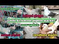 Delhi ki famous kabootar market welcome chowk kabutar market