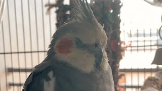 A Sweet Sleepy Birb