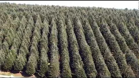 Meet Your Neighbor...Botto...  Farms Christmas Trees