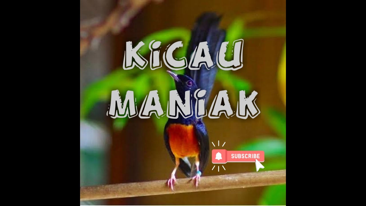 kicau burung murai mantap tratap bikin gacor lawan 