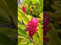 flower screensaver | top flowers #beautifulflowers #flowers #yt #shortsfeed #garden #shorts #natural