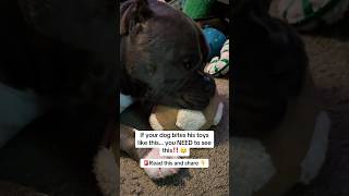 If your dog bites his toy like this… you NEED to see this‼️
