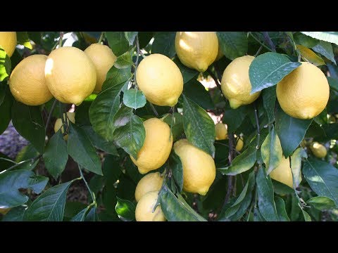 Mersin'de limon dalında
