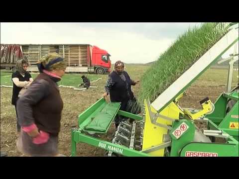 მარნეული ჩითილების სარგავი