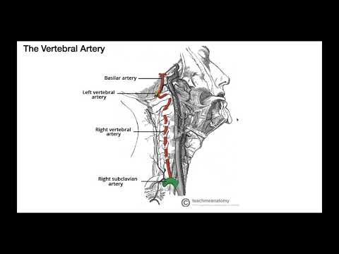 Video: Arteri Phrenic Arteri Rendah, Fungsi & Diagram - Peta Tubuh