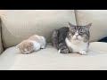 仲良く爆睡してる兄弟猫に「ごはん食べる?」と聞いてみたらこうなりましたw