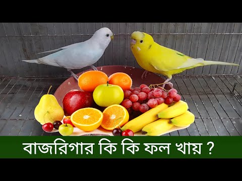 ভিডিও: পাখিরা কি চন্দ্রমল্লিকা খায়?