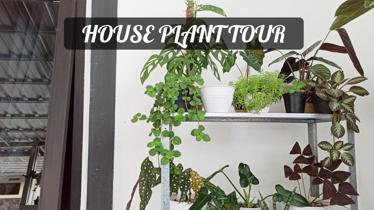 Tanaman Hias Teras Rumah / Tanaman hias ini cocok di tanam di dalam