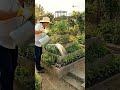 Who knew bricks could grow food like this? #garden #ideasforlife #gardening