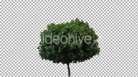 Real Tree Isolated on the Wind 10 | Stock Footage - Envato elements