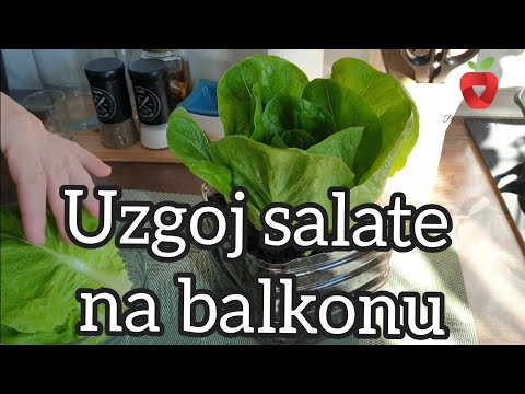 Uzgoj salate na balkonu