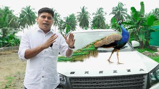 മയിലിനെ കറിവെക്കാനായി ദുബായിലേക്ക് | Peacock Recipe