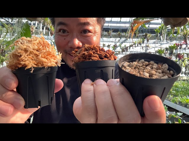 Planting soil❗️Differences in amount and what to do after
