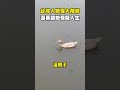 廣西洩洪滅頂，大陸人首次來台，震驚台灣的水也太乾淨，兩岸差距過大，對比中國 #shorts