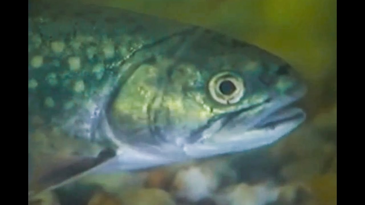 Lososovité ryby Slovenska