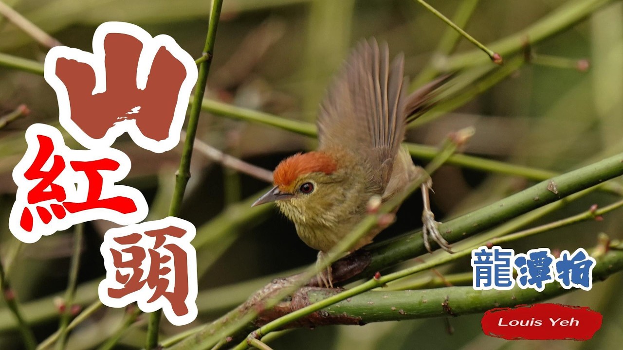 山紅頭
