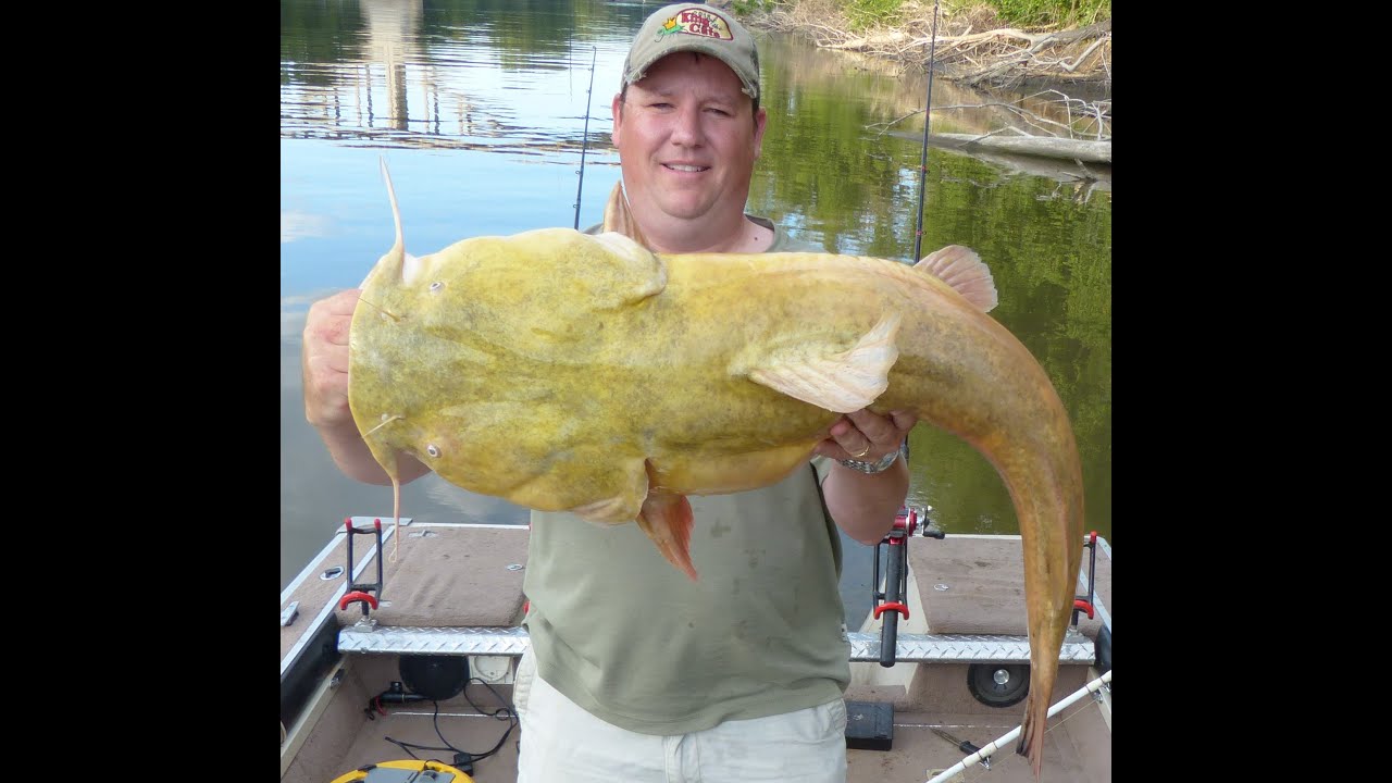 Okuma BattleCat gets a workout from a BIG Catfish! 