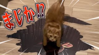 デブ猫にトリックアート仕掛けたら本気で落ちかけたww