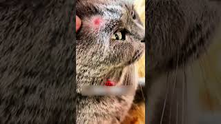 Psychological trauma has caused the cat’s leg to limp